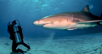 Bucea con Tiburones buceo tiburones