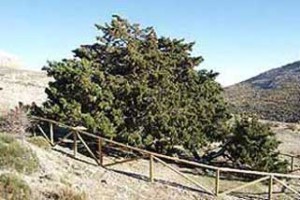 Sabina albar, arbol