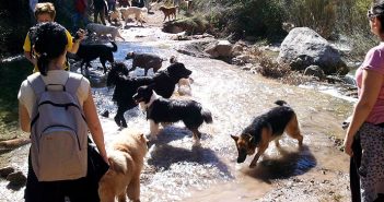 SENDERISMO con PERROS
