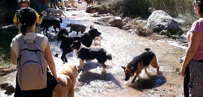 SENDERISMO con PERROS