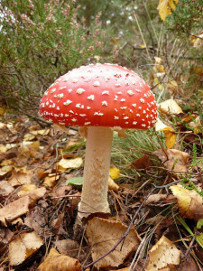 AmanitaCesareaby AlastairRae