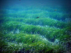 barrera posidonia