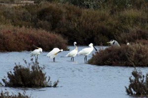 aves en el lago Cabo de Gat Almería