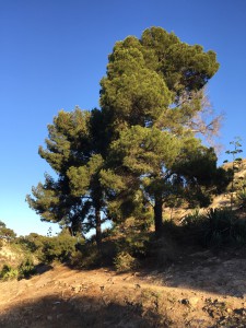 arbol La Molineta Almería 