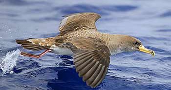 Buscando a la cenicienta: una ruta de aves