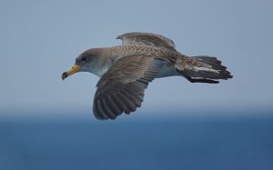 Pardela Cenicienta (Foto: Juan Bécares-SEO)