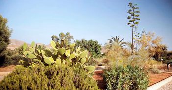 Jardín Botánico de Rodalquilar Jardín Botánico El Albardinal. Rodalquilar. Almería