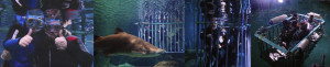 BANNER-TIBURONES