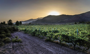 pagos-de-indalia-almeria-espana-vinos-001