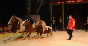 caballos