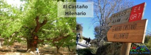 sendero-castaño