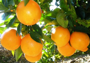 V Día de la Naranja en Gador