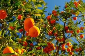 VI Día de la Naranja en Gádor
