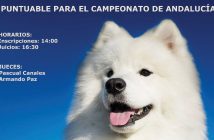 Concurso Nacional Canino Vícar-Almería