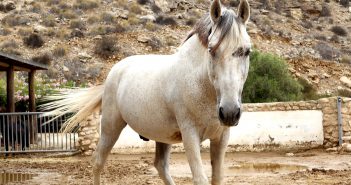 Ruta a caballo y ponis por Cabo de Gata