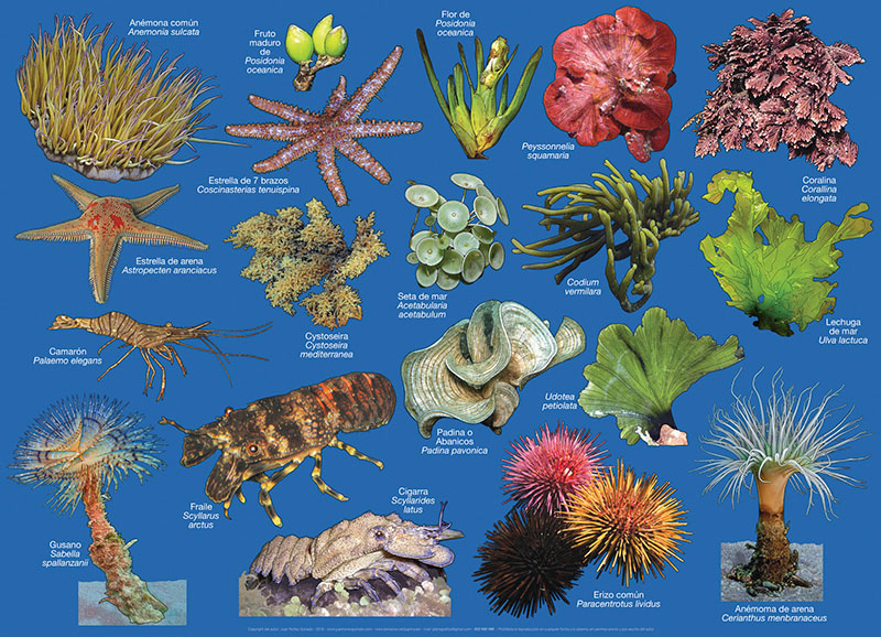 Especies marinas en Cabo de Gata