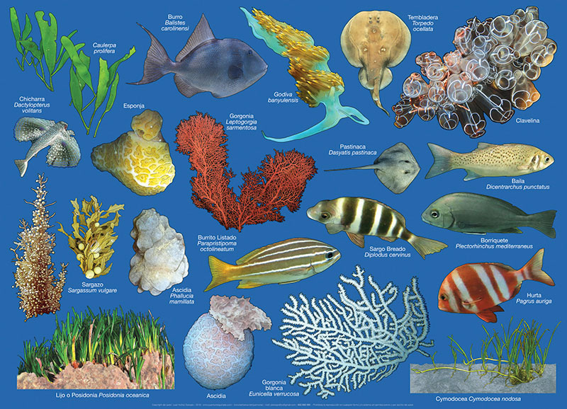Especies marinas en Cabo de Gata