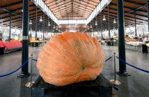 La calabaza más grande de Andalucía en el Mercado Central