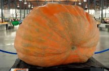 Exposición de calabaza gigante en el Mercado Central