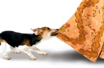 El perro del hortelano Versión: Paco MIr