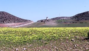 Cabo de Gata primavera