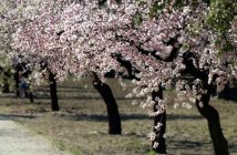 almendros en flor