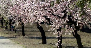 La almendra de Oria almendros en flor
