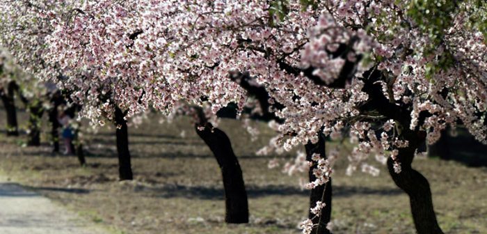 almendros en flor