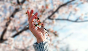 manos con flor del almendro