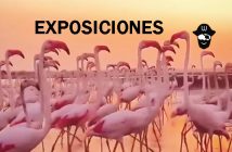 FLAMENGOS ROSAS