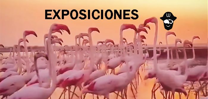 FLAMENGOS ROSAS