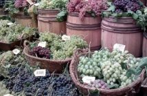 Reparto de parras de variedades históricas de uva de mesa
