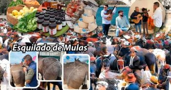 Feria del Ganado de Albox 2025