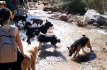 Senderismo con perros en Almería
